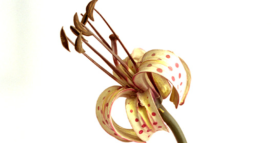 Modello botanico ligneo per la didattica: Lilium, Studio Trilussa, particolare